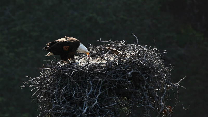 A bald eagle is at its nest feeding an eaglet.