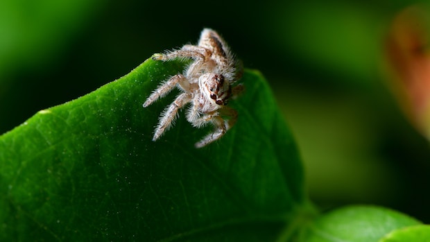 a tiny spider on a green leaf