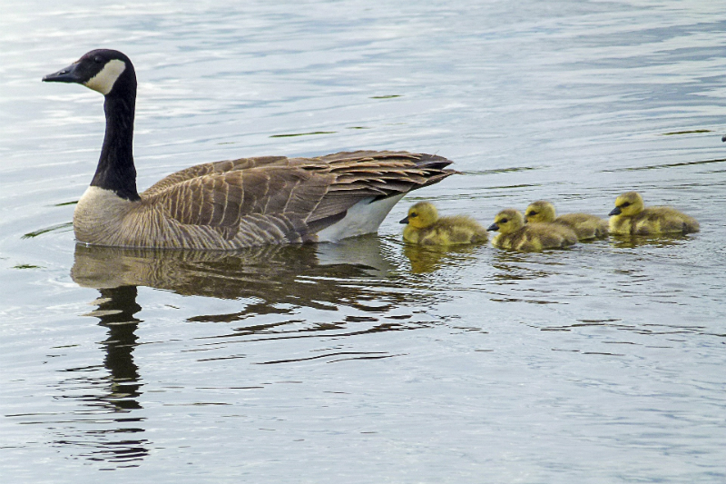 A Canadian goose is leading several goslings across a body of water.