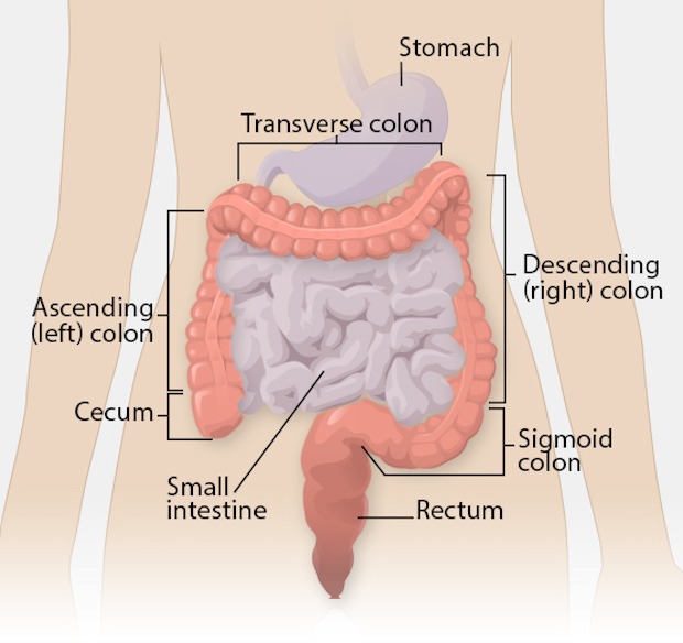 An illustration of the colon and surrounding organs