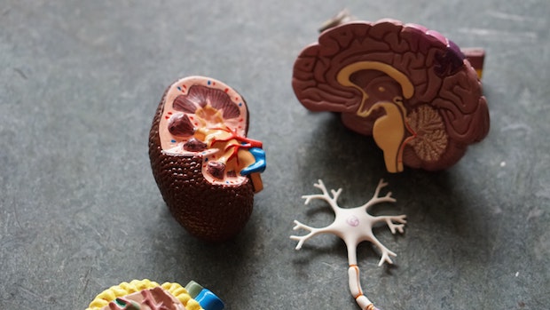 a kidney and brain model on a table
