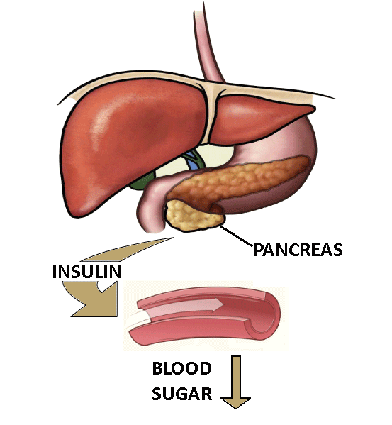 diagram of insulin in the pancreas lowering blood sugar