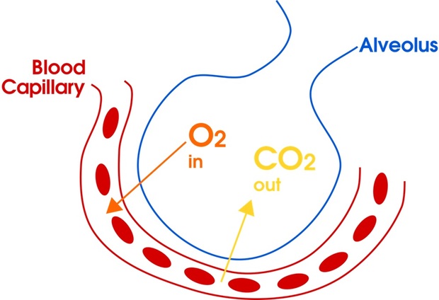 diagram of how oxygen and carbon dioxide leave the body