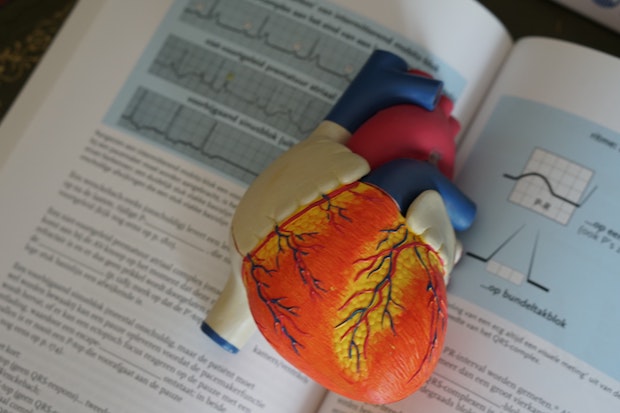 a model of a heart on a book