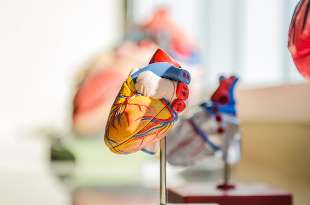 a model of a human heart